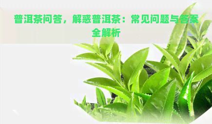 普洱茶问答，解惑普洱茶：常见问题与答案全解析