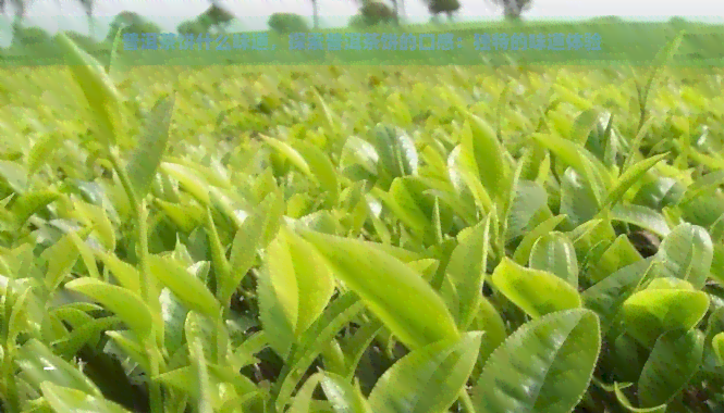 普洱茶饼什么味道，探索普洱茶饼的口感：独特的味道体验