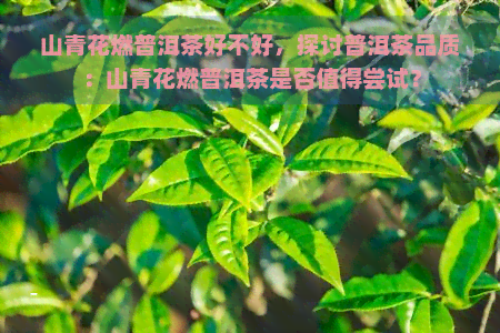 山青花燃普洱茶好不好，探讨普洱茶品质：山青花燃普洱茶是否值得尝试？