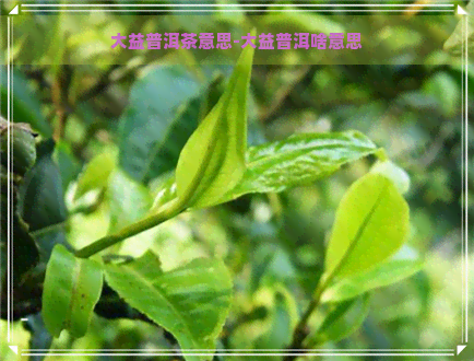 大益普洱茶意思-大益普洱啥意思