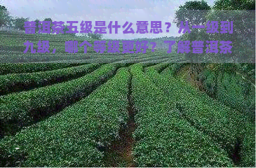 普洱茶五级是什么意思？从一级到九级，哪个等级更好？了解普洱茶不同等级的区别与特点。