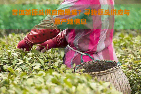 普洱茶原头供应商是谁？寻找源头供应与原产地信息