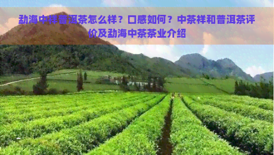 勐海中祥普洱茶怎么样？口感如何？中茶祥和普洱茶评价及勐海中茶茶业介绍