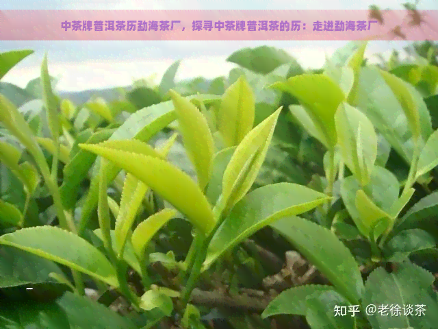 中茶牌普洱茶历勐海茶厂，探寻中茶牌普洱茶的历：走进勐海茶厂