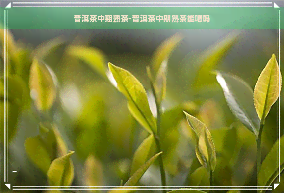 普洱茶中期熟茶-普洱茶中期熟茶能喝吗