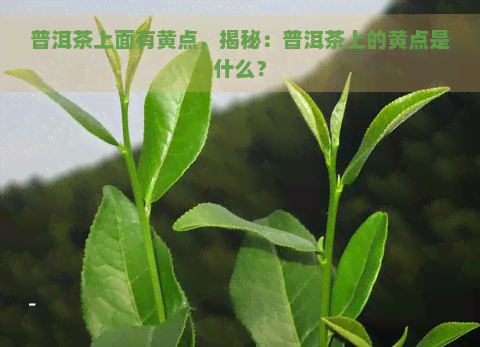 普洱茶上面有黄点，揭秘：普洱茶上的黄点是什么？