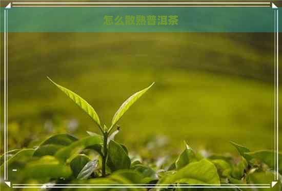 怎么散熟普洱茶