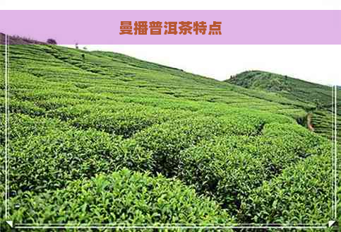 曼播普洱茶特点