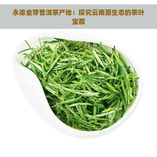 永德金芽普洱茶产地：探究云南原生态的茶叶宝藏