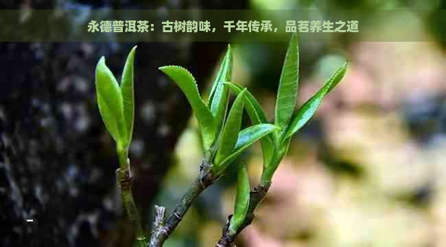 永德普洱茶：古树韵味，千年传承，品茗养生之道