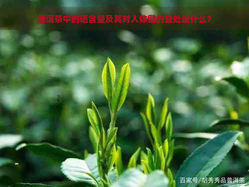 普洱茶中的硒含量及其对人体健的益处是什么？