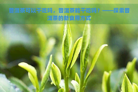 普洱茶可以干吃吗，普洱茶能干吃吗？——探索普洱茶的新食用方式