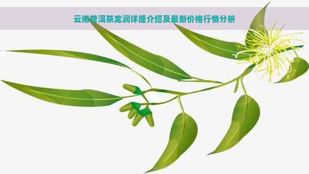 云南普洱茶龙润详细介绍及最新价格行情分析