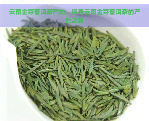 云南金芽普洱茶产地，探寻云南金芽普洱茶的产地之美