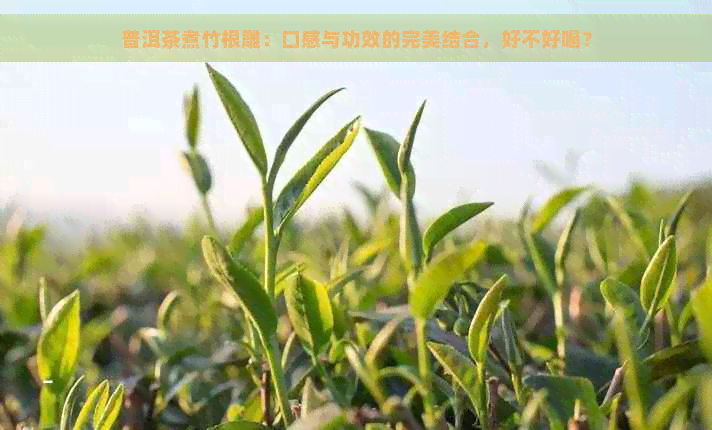 普洱茶煮竹根雕：口感与功效的完美结合，好不好喝？