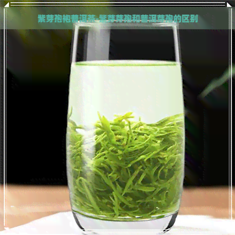 紫芽孢袍普洱茶-紫芽芽孢和普洱芽孢的区别