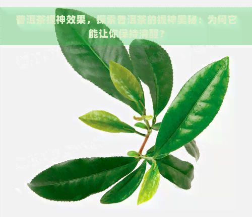 普洱茶提神效果，探索普洱茶的提神奥秘：为何它能让你保持清醒？