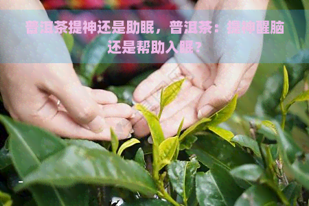 普洱茶提神还是助眠，普洱茶：提神醒脑还是帮助入眠？