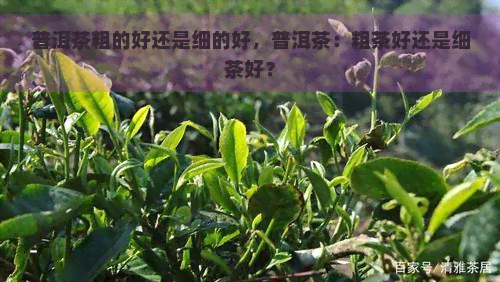 普洱茶粗的好还是细的好，普洱茶：粗茶好还是细茶好？