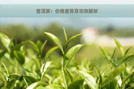 普洱茶：价格差异及功效解析