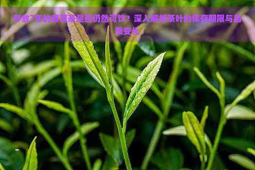 存放7年的普洱茶是否仍然可饮？深入解析茶叶的保存期限与品质变化