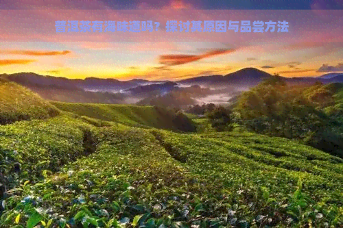 普洱茶有海味道吗？探讨其原因与品尝方法