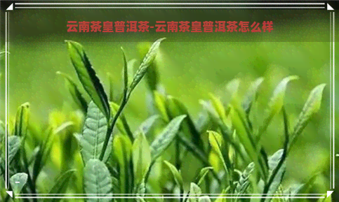 云南茶皇普洱茶-云南茶皇普洱茶怎么样