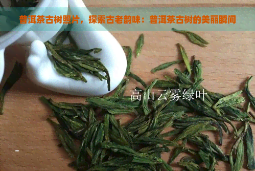 普洱茶古树照片，探索古老韵味：普洱茶古树的美丽瞬间