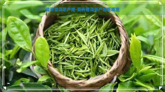 曼秀普洱茶产地-曼秀普洱茶产地是哪里