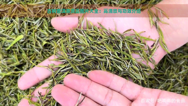 古树普洱茶贡品图片大全：高清欣与功效介绍