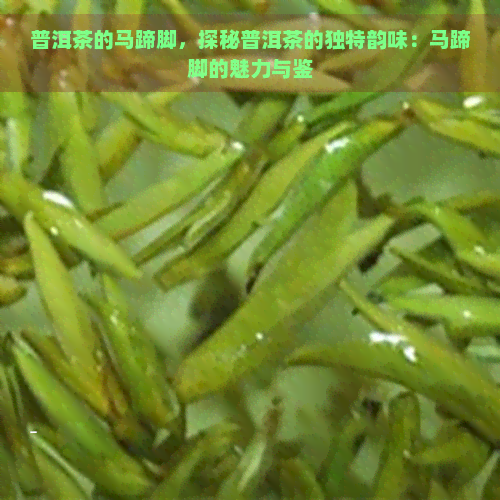 普洱茶的马蹄脚，探秘普洱茶的独特韵味：马蹄脚的魅力与鉴