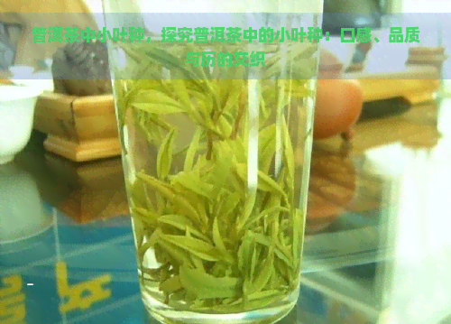 普洱茶中小叶种，探究普洱茶中的小叶种：口感、品质与历的交织