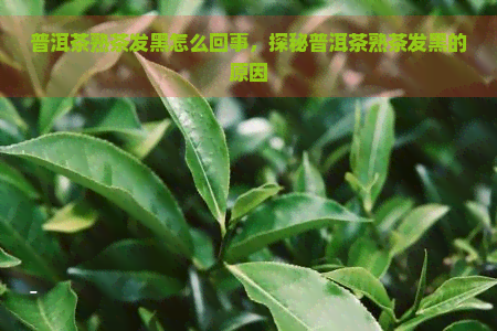 普洱茶熟茶发黑怎么回事，探秘普洱茶熟茶发黑的原因