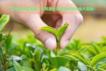 寻找清代普洱茶？全网最全高清图片及价格大揭秘！