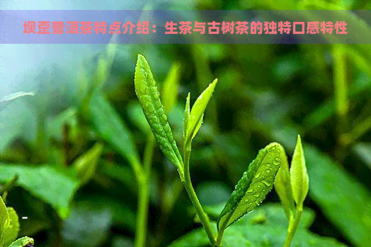 坝歪普洱茶特点介绍：生茶与古树茶的独特口感特性