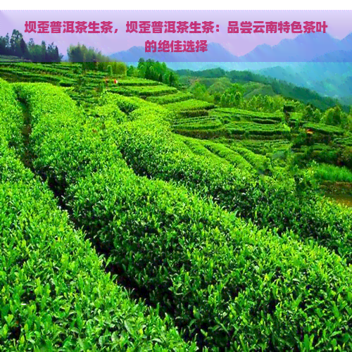 坝歪普洱茶生茶，坝歪普洱茶生茶：品尝云南特色茶叶的绝佳选择