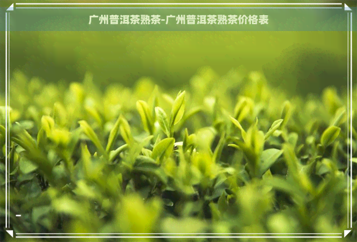 广州普洱茶熟茶-广州普洱茶熟茶价格表