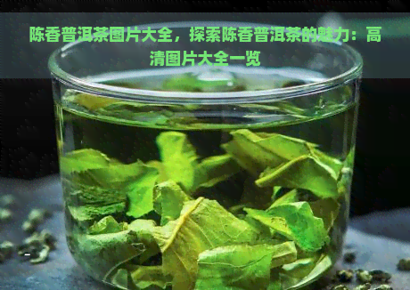 陈香普洱茶图片大全，探索陈香普洱茶的魅力：高清图片大全一览