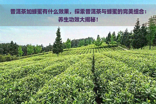 普洱茶加蜂蜜有什么效果，探索普洱茶与蜂蜜的完美组合：养生功效大揭秘！