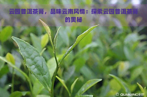 云园普洱茶膏，品味云南风情：探索云园普洱茶膏的奥秘