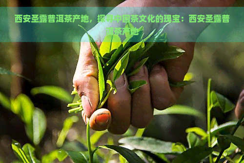 西安圣露普洱茶产地，探寻中国茶文化的瑰宝：西安圣露普洱茶产地