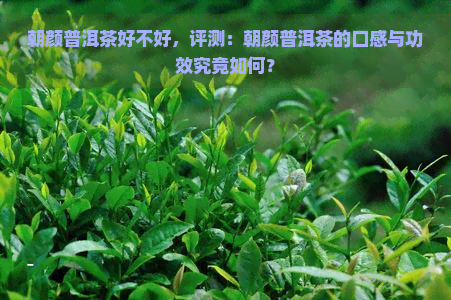 朝颜普洱茶好不好，评测：朝颜普洱茶的口感与功效究竟如何？