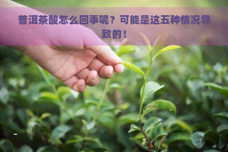 普洱茶酸怎么回事呢？可能是这五种情况导致的！