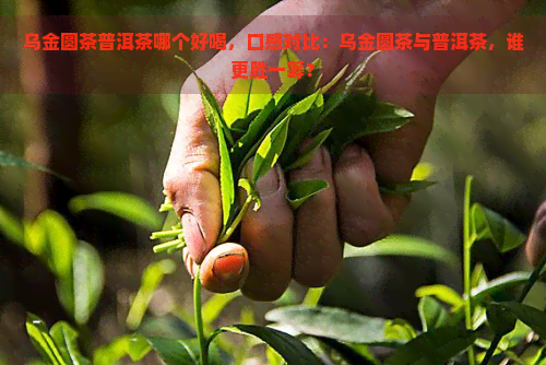 乌金圆茶普洱茶哪个好喝，口感对比：乌金圆茶与普洱茶，谁更胜一筹？