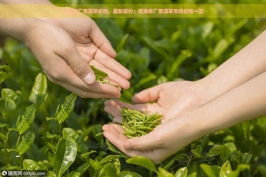 顺海茶厂普洱茶价格，最新报价：顺海茶厂普洱茶市场价格一览