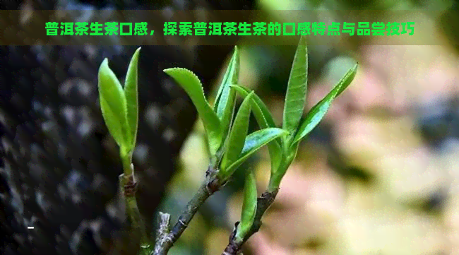 普洱茶生茶口感，探索普洱茶生茶的口感特点与品尝技巧