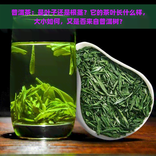 普洱茶：是叶子还是根茎？它的茶叶长什么样，大小如何，又是否来自普洱树？