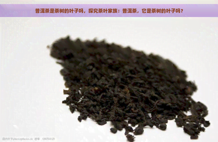 普洱茶是茶树的叶子吗，探究茶叶家族：普洱茶，它是茶树的叶子吗？