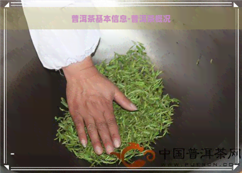 普洱茶基本信息-普洱茶概况