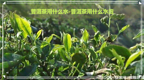 普洱茶用什么水-普洱茶用什么水泡